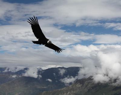 condor meaning