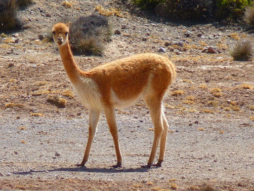 The Llama is Bolivia's National Animal. Bolivian National Emblems ...