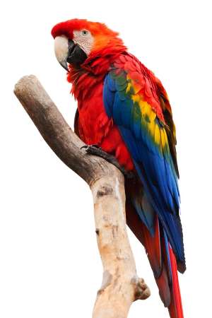 Bolivian Wildlife - Scarlet Macaw