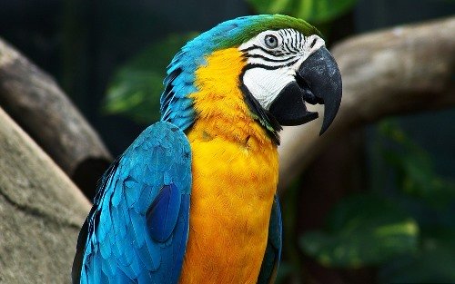 Bolivian Wildlife - Yellow Macaw