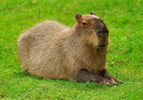 bolivia wildlife capybara