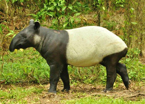 bolivia wildlife tapir