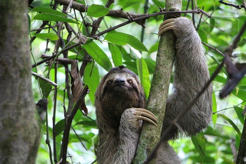 bolivia wildlife sloth